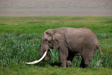 Obraz na płótnie Canvas Ogromny byk afrykański słoń w kraterze Ngorongoro, Tanzania