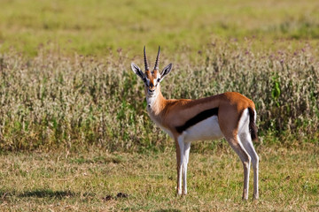 Naklejka na ściany i meble Grant's Gazelle in Serengeti National Park, Tanzania