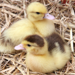 Two ducklings on hay