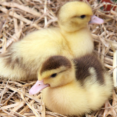 Two ducklings on hay