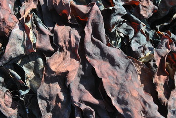 Fototapeta na wymiar dried red black and grey seaweed background