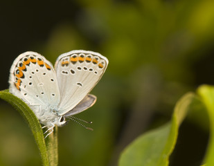 Plebejus argyrognomon