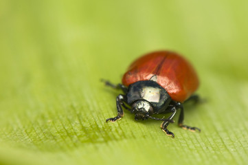 Chrysomela - poplar leaf