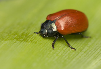 Chrysomela - poplar leaf