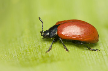 Chrysomela - poplar leaf