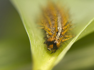 Brenthis daphne - caterpillar