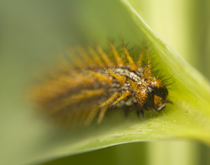 Brenthis daphne - caterpillar