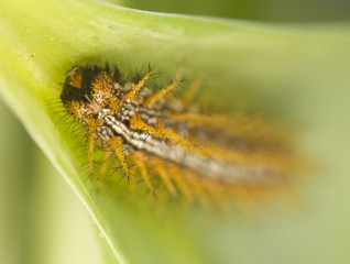 Brenthis daphne - caterpillar