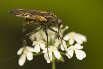 Empis