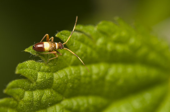 Miridae