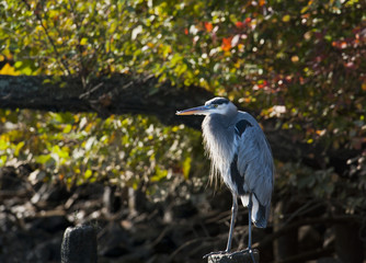 Blue Heron (Ardea herodias) on the banks of the James in VA.