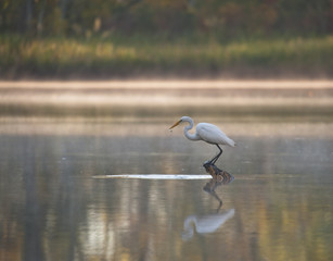 White Egret (Ardea alba) fishing in the James River Virginia.