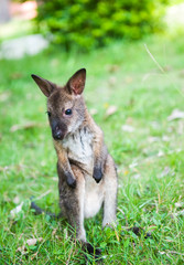 small western grey kangaroos