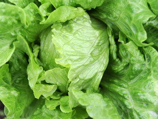 lettuce growing in the soil .