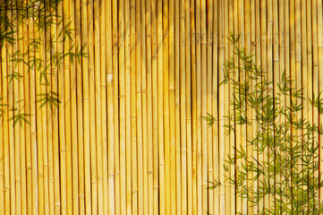 Light Golden bamboo Background