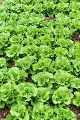 lettuce growing in the soil .