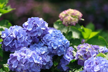 紫陽花  Hydrangea