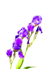 purple iris flower on a white background