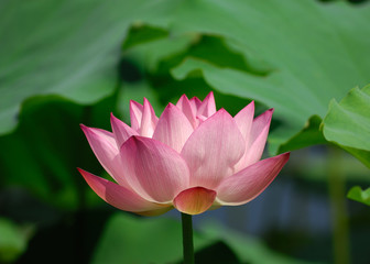 Obraz premium lotus flower .