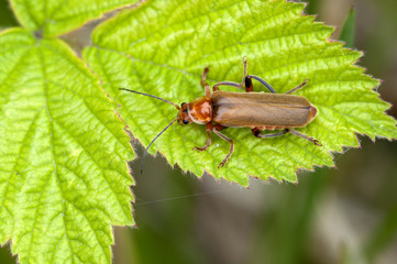 Rote- oder Rotgelbe Weichkäfer auf einem Blatt