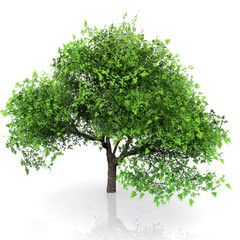 l'arbre vert