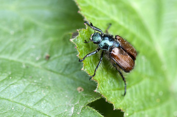 Gartenlaubkäfer - Phyllopertha horticola