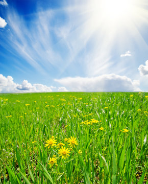 Fototapeta spring meadow with flowers. soft focus on flower