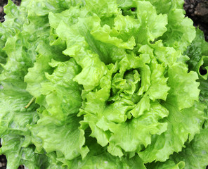 lettuce growing in the soil