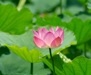 blooming lotus flower over green background.