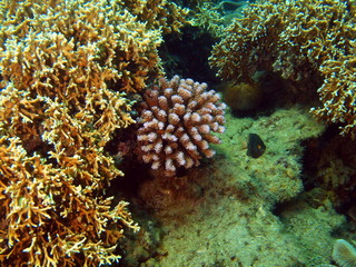 Fototapeta na wymiar Stony corals of the South-Chinese sea