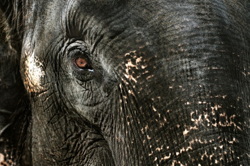 Elephant's tear