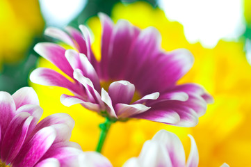 Obraz na płótnie Canvas pink chrysanthemum macro