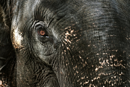 Fototapeta Elephant's tear