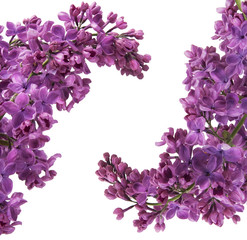 Fototapeta premium Purple lilac postcard