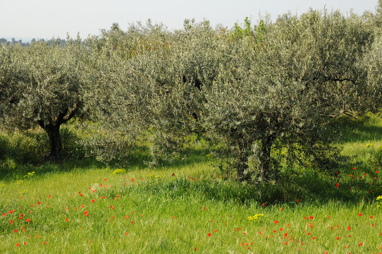 Provence, champ d'olivier dans les Alpilles
