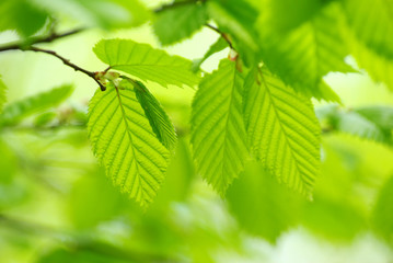 leaves