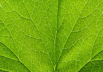 leaf texture