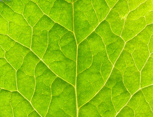 Obraz na płótnie Canvas leaf texture