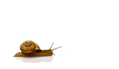 Kleine Gartenschnecke