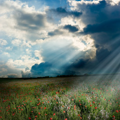Wonderful god rays over the poppy field