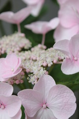 ピンクのあじさい