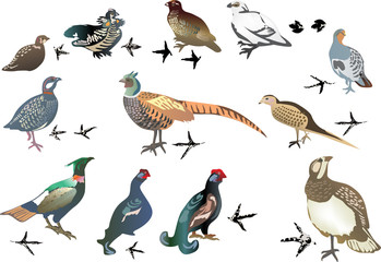 set of gallinaceous birds isolated on white