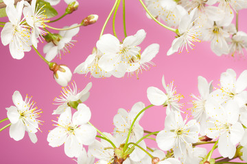 Close-up of cherry flowers