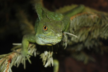 Anole Eidechse aus den Amazonas