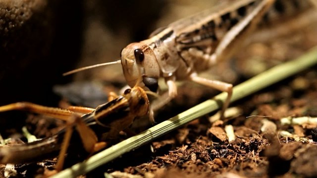 Heuschrecken k&auml;mpfen ums Essen
