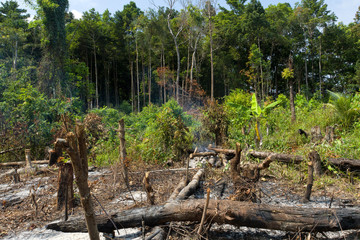 jungle deforestation