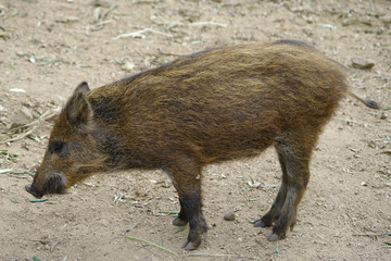 cinghiale