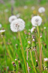 White dandelions among a green grass