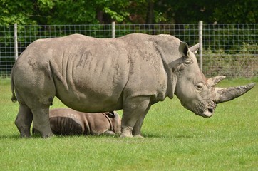 Fototapeta premium rhinocéros