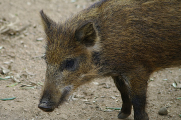 cinghiale